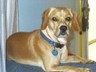 dogblog