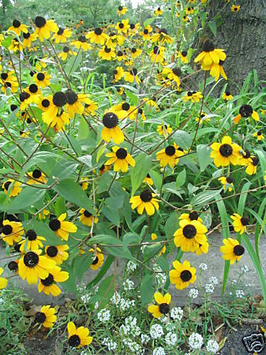 YELLOW CONEFLOWER Rudbeckia triloba 50 SEEDS  