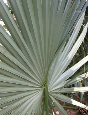 Sabal tamaulipas RARE LIVE Palm Tree Cold Hardy to 0F  