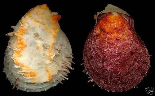 BestShells Spondylus Gaederopus 87.88 mm Fine + +  