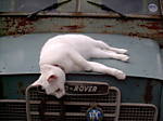 landy*cat