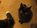 applekitten68