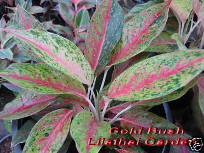 Aglaonema Variegated Gold Bush Rare House Plant  