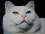 whitemadcat