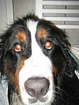 copainchien