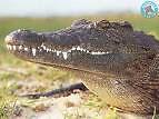 crocodilus57